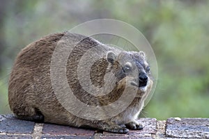 Rock hyrax (Procavia capensis)