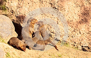 Rock hyrax Procavia capensis