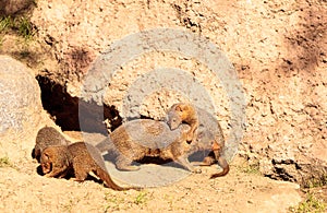 Rock hyrax Procavia capensis