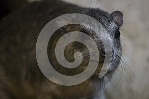 The Rock Hyrax (Procavia capensis