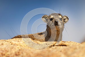 The rock hyrax Procavia capensis, also called rock badger and Cape hyrax.