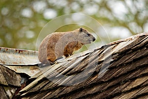 Rock Hyrax - Procavia capensis also dassie, Cape hyrax, rock rabbit and coney, medium-sized terrestrial mammal, order Hyracoidea