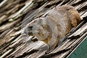 Rock Hyrax - Procavia capensis also dassie, Cape hyrax, rock rabbit and coney, medium-sized terrestrial mammal, order Hyracoidea