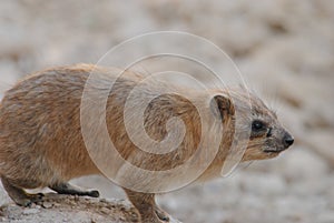 Rock hyrax Procavia capensis, also known as the Cape hyrax. Wild life animal. This animal is also known as pimbi or dassie photo