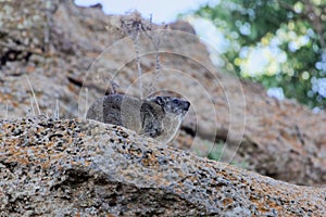 Rock hyrax Procavia capensis on a cliff