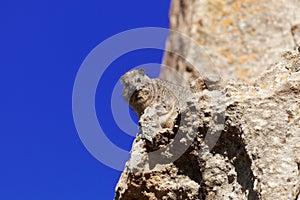 Rock hyrax Procavia capensis on a cliff