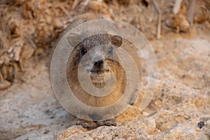 A rock hyrax Procavia capensis in Ein Gedi