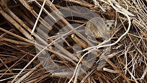 Rock hyrax, Procavia capensis, in Ein Gedi nature reserve, Israel