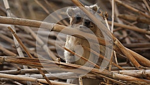 Rock hyrax, Procavia capensis, in Ein Gedi nature reserve, Israel