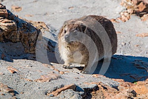 Rock hyrax Procavia capensis full length close up of animal