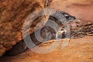 Rock hyrax Procavia capensis getting out from its stone lair.