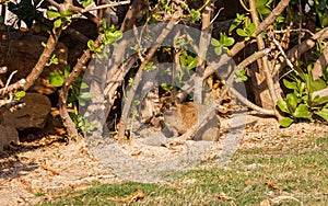 Rock hyrax or Procavia capensis. Island Sir Bani Yas, UAE.