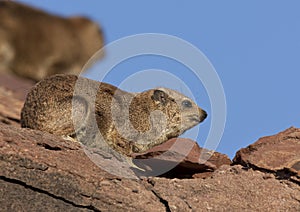 Rock Hyrax (Procavia capensis) - Namibia