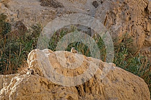 Rock Hyrax or Procavia Capensis in the National Park Ein Gedi, Israel
