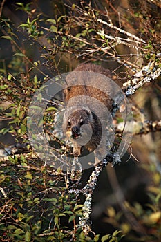 The rock hyrax (Procavia capensis) or rock badger or Cape hyrax feeding