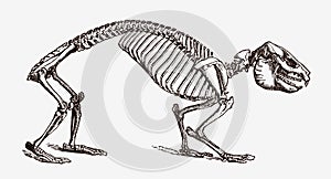 Rock hyrax procavia capensis skeleton in profile view