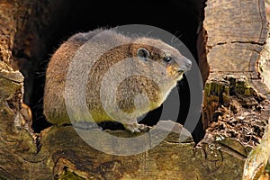 Rock Hyrax, Procavia capensis, South Africa