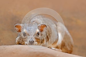 Rock Hyrax, Procavia capensis, South Africa. Rare interesting mammal from Africa. Rock Hyray on stone in rocky mountain. Wildlife