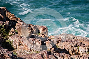 Rock hyrax Procavia capensis standing on the rocks