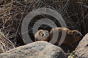 Rock Hyrax Procavia capensis sunning itself on winter day, Israel