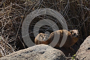 Rock Hyrax Procavia capensis sunning itself on winter day, Israel