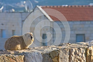 Rock Hyrax (Procavia capensis) at sunset