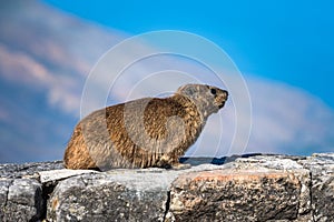 Rock Hyrax or Procavia capensis at Table Mountain National Park, South Africa