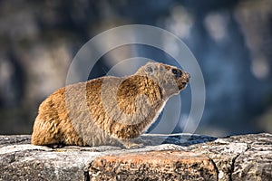 Rock Hyrax or Procavia capensis at Table Mountain National Park, South Africa