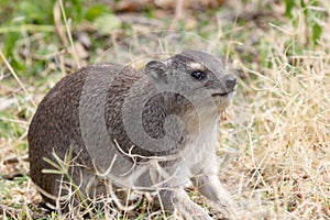 Rock hyrax, Procavia capensis in Tanzania