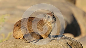 Rock hyrax with pup basking on a rock, South Africa