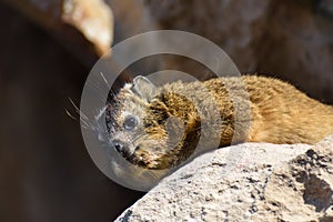 Rock Hyrax Relaxing On Sandstone Procavia capensis