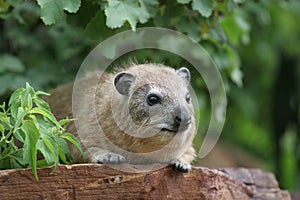 Rock Hyrax in Serengeti photo