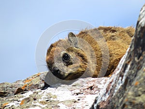 Rock Hyrax sitting on a cliff near the ocean