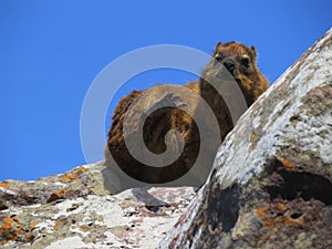 Rock Hyrax sitting on a cliff near the ocean