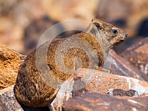 Rock hyrax sitting onthe stone