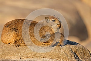 A rock hyrax with small pup basking on a rock, Augrabies Falls National Park, South Africa