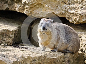 Rock hyrax on stone