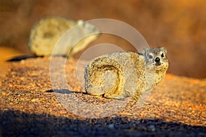 Rock Hyrax on stone in rocky mountain. Wildlife scene from nature. Face portrait of hyrax. Procavia capensis, Namibia. Rare