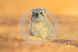 Rock Hyrax on stone in rocky mountain. Wildlife scene from nature. Face portrait of hyrax. Procavia capensis, Namibia. Rare