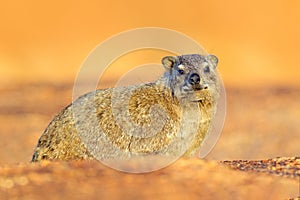 Rock Hyrax on stone in rocky mountain. Wildlife scene from nature. Face portrait of hyrax. Procavia capensis, Namibia. Rare