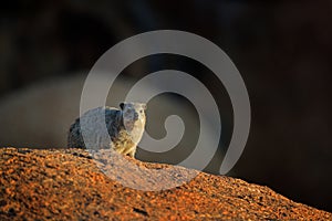 Rock Hyrax on stone in rocky mountain. Wildlife scene from nature. Face portrait of hyrax. Procavia capensis, Namibia. Rare