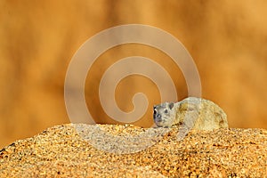 Rock Hyrax on stone in rocky mountain. Wildlife scene from nature. Face portrait of hyrax. Procavia capensis, Namibia. Rare