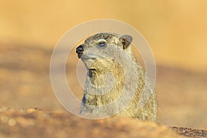 Rock Hyrax on stone in rocky mountain. Wildlife scene from nature. Face portrait of hyrax. Procavia capensis, Namibia. Rare