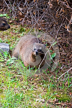 Rock hyrax in tsitsikamma national park