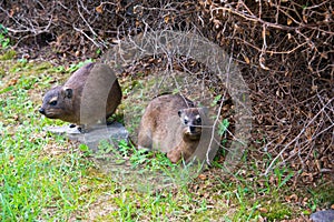 Rock hyrax in tsitsikamma national park