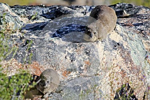 Rock hyrax walking on the rock