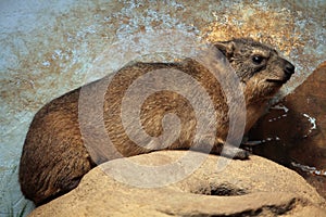 Rock hyrax (Procavia capensis). photo