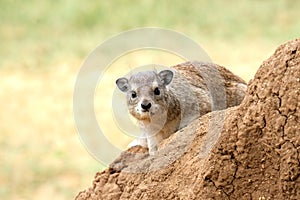 Rock Hyrax photo