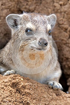 Rock Hyrax photo