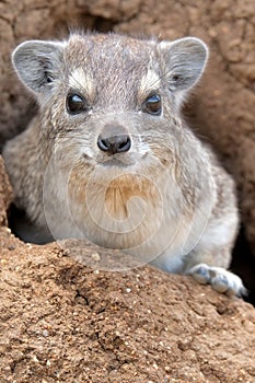 Rock Hyrax photo